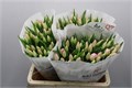 Тюльпан-Tulip-En Rosario-40cm-40gr 4c3e2172-64e1-11ed-0a80-0d5c00122d35