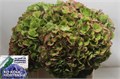 Гортензия-Hydrangea-M Verena- Cl-80cm 4c3e6d8c-bfa4-11ec-0a80-0b4c0006cf76