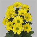Хризантема куст-Chrysant Tr-Dutchmaster 4c4012dc-2f02-11ef-0a80-007000131d2c