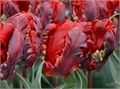 Тюльпан-Tulip-Papegaai Rococo-34cm-34gr 4c431b98-64e1-11ed-0a80-0d5c00122d38
