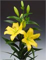 Лилия-Lilium-La Nashville-95cm 4c517167-64e1-11ed-0a80-0d5c00122d3e