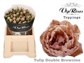 Тюльпан-Tulip-Du Double Brownies-38cm-34gr 08f65315-c530-11f0-0a80-042d00251404