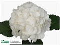 Гортензия-Hydrangea-M White Verena-80cm 4c5ac604-bfa4-11ec-0a80-0b4c0006cfa5