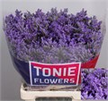 Лимониум-Limonium-Sin Kansas Blue-70cm-28gr 4c7242a4-64e1-11ed-0a80-0d5c00122d44