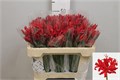 Нерине-Nerine-Sa Lydia-55cm 4c806688-5b5a-11ee-0a80-040f004360cb