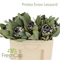 Протея-Protea-Snow Leopard-50cm 4c8167c2-92f4-11f0-0a80-0cc2001cbaa7