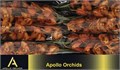 Цимбидиум-Cymbidium-T Cognac-80cm 4c83ad12-64e1-11ed-0a80-0d5c00122d47
