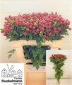 Шиповник-Rosa-Mag Sensation-55cm 4c877cdd-5b5a-11ee-0a80-040f004360ce