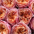 Роза-Rosa-Gr Vuvuzela-70cm 4c8ae0b8-bfa5-11ec-0a80-0b4c0007ca58