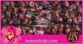 Цимбидиум-Cymbidium-T Evie-80cm 4c8bbfcb-64e1-11ed-0a80-0d5c00122d4a