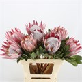 Протея-Protea-Cynaroides Mini-60cm 4c8cb0b0-3efc-11ed-0a80-0889001ddd25