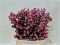 Снежноягодник-Symphoricarpos-Mag Pi Elegan-65cm 4c92c094-5b5a-11ee-0a80-040f004360d4
