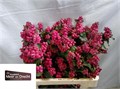 Снежноягодник-Symphoricarpos-Mag Rub Giant-60cm 4c97bb6a-5b5a-11ee-0a80-040f004360d7