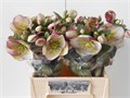 Хеллеборус-Helleborus-Frk Glenda Glos-50cm 4ca47b19-0d83-11f0-0a80-0c4900676761