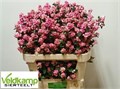 Снежноягодник-Symphoricarpos-Mag Ruby Fall-80cm 4cadafd7-3efc-11ed-0a80-0889001ddd28