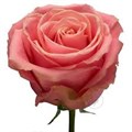 Роза-Rosa-Hermosa-60cm--JR 4caed261-d5c4-11f0-0a80-08b4000fe8a5