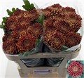 Хризантема одн-Chrysant Gr-Ankara Red-65cm-120gr 4cb7e9c1-92f4-11f0-0a80-0cc2001cbaaa