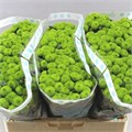 Хризантема сант-Chrysant sant-Country-55cm-100gr 4cc442dd-92f4-11f0-0a80-0cc2001cbaad