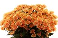 Хризантема сант-Chrysant sant-Klb Maradonna Sunshine-55cm-105gr 4cd00d2d-5b5a-11ee-0a80-040f004360dd
