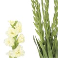 Гладиолус Gr-Gladiolus Gr-Fl Sw Crysta-110cm-180gr 4cdcb360-92f4-11f0-0a80-0cc2001cbab0