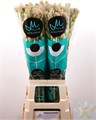 Полиантес-Polianthes-Tu Elvy Ivor-70cm 4cdf3f5c-0d83-11f0-0a80-0c4900676779