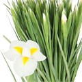 Ирис-Iris-White Magic-57cm-34gr 4cdfce5c-92f4-11f0-0a80-0cc2001cbab3