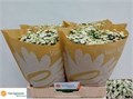 Матрикария-Tanacetum-Pa Rio-60cm-850gr 4ce5e08b-0d83-11f0-0a80-0c490067677d