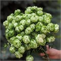 Роза куст-Rosa sp-Princess Midori-53cm-Ti 4ce6c13e-4e10-11ee-0a80-063e0004b5b6