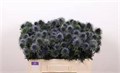 Эрингиум-Eryngium-Scorpiu Questar-50cm 4cf3064d-92f4-11f0-0a80-0cc2001cbab6