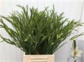 Гладиолус N-Gladiolus N-Albus-55cm-8gr 08fee605-16f1-11ed-0a80-00b300183c24