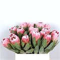 Протея-Protea-Carnival-70cm 007a0525-bfa5-11ec-0a80-0b4c00077f3b