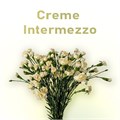 Гвоздика куст SE-Dianthus Sp SE-Creme Intermezzo-FC 4d02e9de-3a6a-11ed-0a80-0d1d000c2fcb