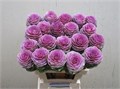 Брассика-Brassica-Bright Rose-60cm 4d0f2dfb-3efc-11ed-0a80-0889001ddd2e