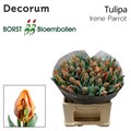 Тюльпан-Tulip-Pa Irene Parrot-36cm-40gr 090138b6-c530-11f0-0a80-042d0025140e