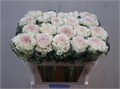 Брассика-Brassica-White Lady-70cm 4d247b74-3efc-11ed-0a80-0889001ddd31