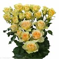 Роза куст-Rosa sp-Bandolero-60cm-Ge-vn 4d41a3a7-9e57-11ed-0a80-05fa002f6b46