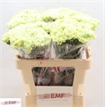Гвоздика ст-Dianthus st-St Eternal Fairy+-65cm 4d42b740-0d83-11f0-0a80-0c4900676795