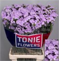 Лимониум-Limonium-S Atla Sun Birds-65cm-32gr 4d44a325-5b5a-11ee-0a80-040f004360ec
