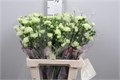 Гвоздика куст-Dianthus tr-Parsley+-65cm 4d461b06-0d83-11f0-0a80-0c4900676798