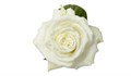 Роза-Rosa-Playa Blanca-50cm-EA 4d4703cb-bfa9-11ec-0a80-0b4c000b7829
