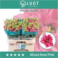 Лизиантус G-Lisianthus G-Alissa Rose Pi-70cm 4d4983b7-0d83-11f0-0a80-0c490067679c