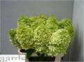 Гортензия-Hydrangea-Pa Mag Candle-70cm 4d4b274f-bfa4-11ec-0a80-0b4c0006d0ab