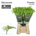 Фрезия-Freesia-Du Versailles-70cm-34gr 09087ab4-c530-11f0-0a80-042d00251413