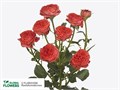 Роза куст-Rosa sp-Hero-50cm-Ge-vn 4d50d111-9e57-11ed-0a80-05fa002f6b5d