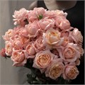 Роза куст-Rosa sp-Julieta Honey-50cm-Ge-vn 4d561aed-9e57-11ed-0a80-05fa002f6b63