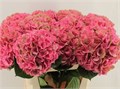Гортензия М-Hydrangea M-Glow Alps Cl-80cm 4d5a25f0-bfa4-11ec-0a80-0b4c0006d0bb
