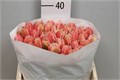 Тюльпан-Tulip-Fr Queensland-35cm-38gr 4d5a6181-5b5a-11ee-0a80-040f004360ef