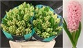 Гиацинт-Hyacinthus-Pink Surprise-30cm 4d5cb016-0d83-11f0-0a80-0c49006767a3