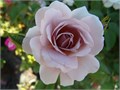 Роза куст-Rosa sp-Silver Cloud-60cm-RS 4d67e34f-9ffe-11ee-0a80-08ae00106079