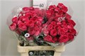 Роза куст-Rosa sp-Royal Trendsetter-50cm-Ge-vn 4d6ca088-9e57-11ed-0a80-05fa002f6b7f